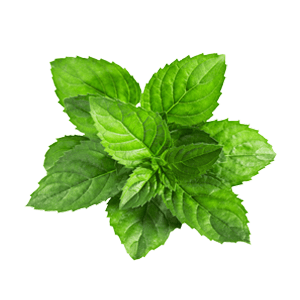 Mint/Pudina (Cleaned Without Roots)/पोदीना