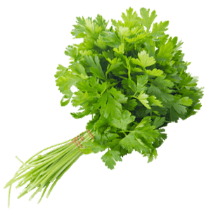 Coriander/Dhaniya (Cleaned Without Roots)/धनिया