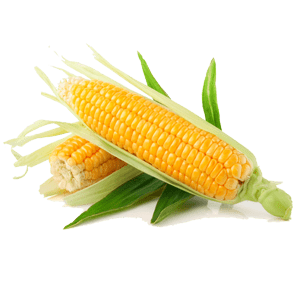 American Corn/अमेरिकन कॉर्न