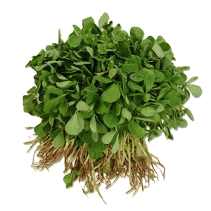 Fenugreek/Methi (Cleaned Without Roots)/मेथी