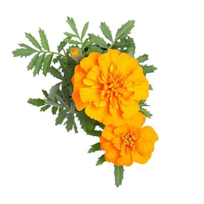 Marigold Flower/गेंदा फूल-Yellow