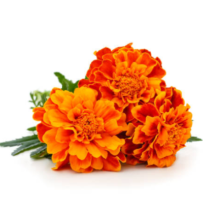 Marigold Flower/गेंदा फूल-Orange