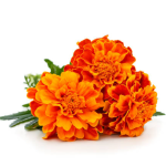 Marigold Flower/गेंदा फूल-Orange 100Gm